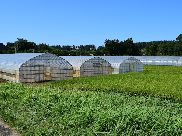 木本農園の栽培法